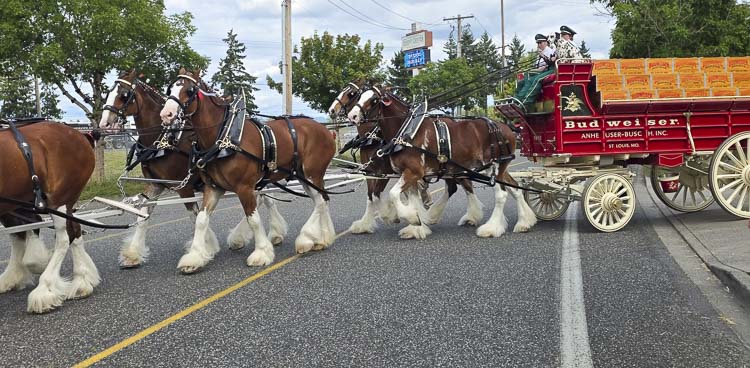 The world famous Budweiser Clydesdales turn left on Delfel Road after they had just finished their parade at the Clark County Fair on Thursday. Photo by Paul Valencia