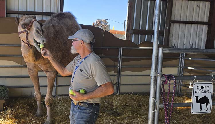 Jeff Siebert hands Curly the Camel a snack on Sunday morning. Siebert said Curly made quite a bit of friends during the Clark County Fair’s 10-day run and he is sad that the fair has ended for another year. Photo by Paul Valencia