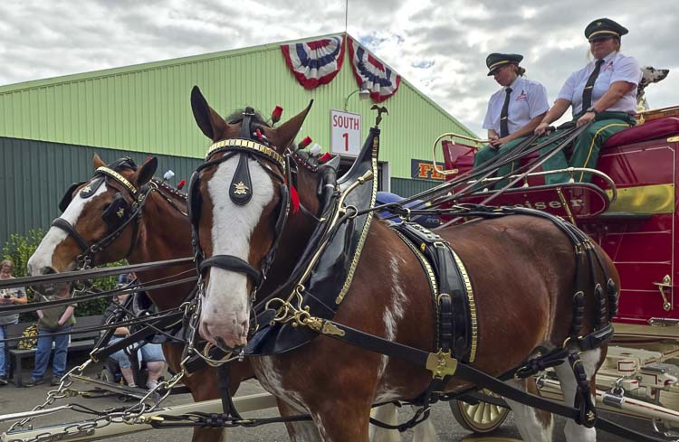 Rico and Garfield are like linemen on a football team. They do the most work and get the least amount of glory. They aren’t getting the attention of the lead horses, but they do carry more weight than the other six horses on parade. Photo by Paul Valencia