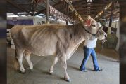 What’s happening at the Clark County Fair on Wednesday, Aug. 6