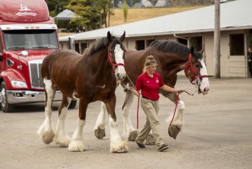 What’s happening at the Clark County Fair on Thursday, Aug. 7