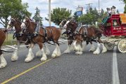 Budweiser Clydesdales bring magic to Clark County Fair, and awareness to Folds of Honor