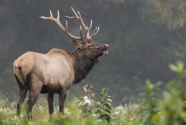 Surplus multi-season elk tags available Aug. 19