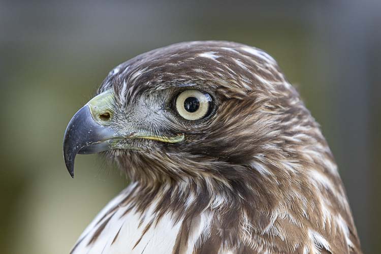 The Birdfest and Bluegrass Festival is Saturday, Oct. 4, in Ridgefield. Archived photo by Mike Schultz