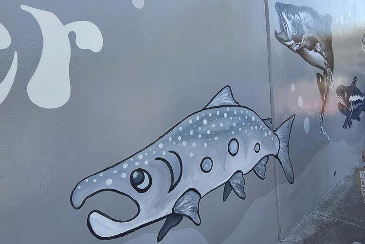 A closeup of one of the more than 60 fish painted on a new mural. Photo by Paul Valencia