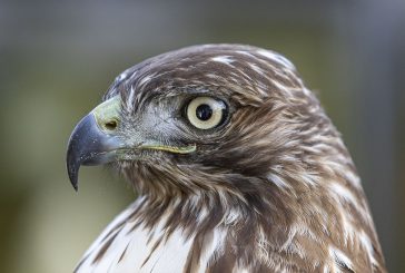 Ridgefield to host annual Birdfest and Bluegrass Festival on Saturday, Oct. 4