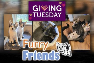 Furry Friends to participate in Giving Tuesday Dec. 2
