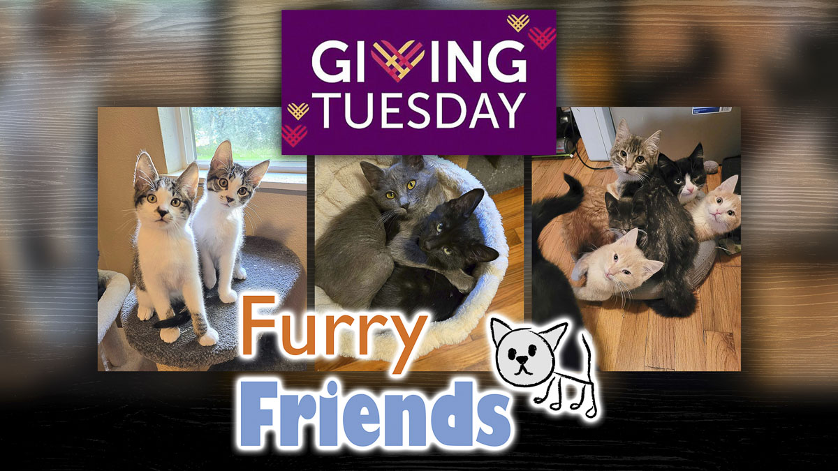 Furry Friends Cat Rescue encourages the community to support its life-saving work for stray and feral cats this Giving Tuesday.