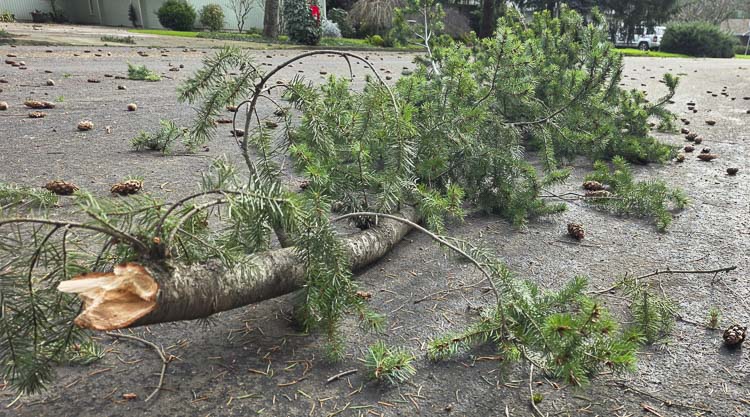 Small limbs broken off from trees littered area streets throughout the region Wednesday morning after a strong wind storm hit the area. In some areas, though, bigger branches or fallen trees created havoc on the roadways. Power was out for more than 100,000 Clark Public Utilities customers. Photo by Paul Valencia