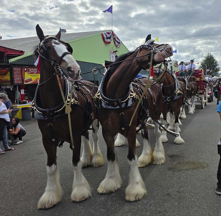 Paul Valencia’s favorite “fun” story of the year? Meeting the famous Budweiser Clydesdales. Photo by Paul Valencia