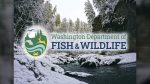 WDFW highlights winter opportunities across Washington, from hunting and fishing to wildlife viewing and hikes, encouraging people to bundle up and enjoy the outdoors.