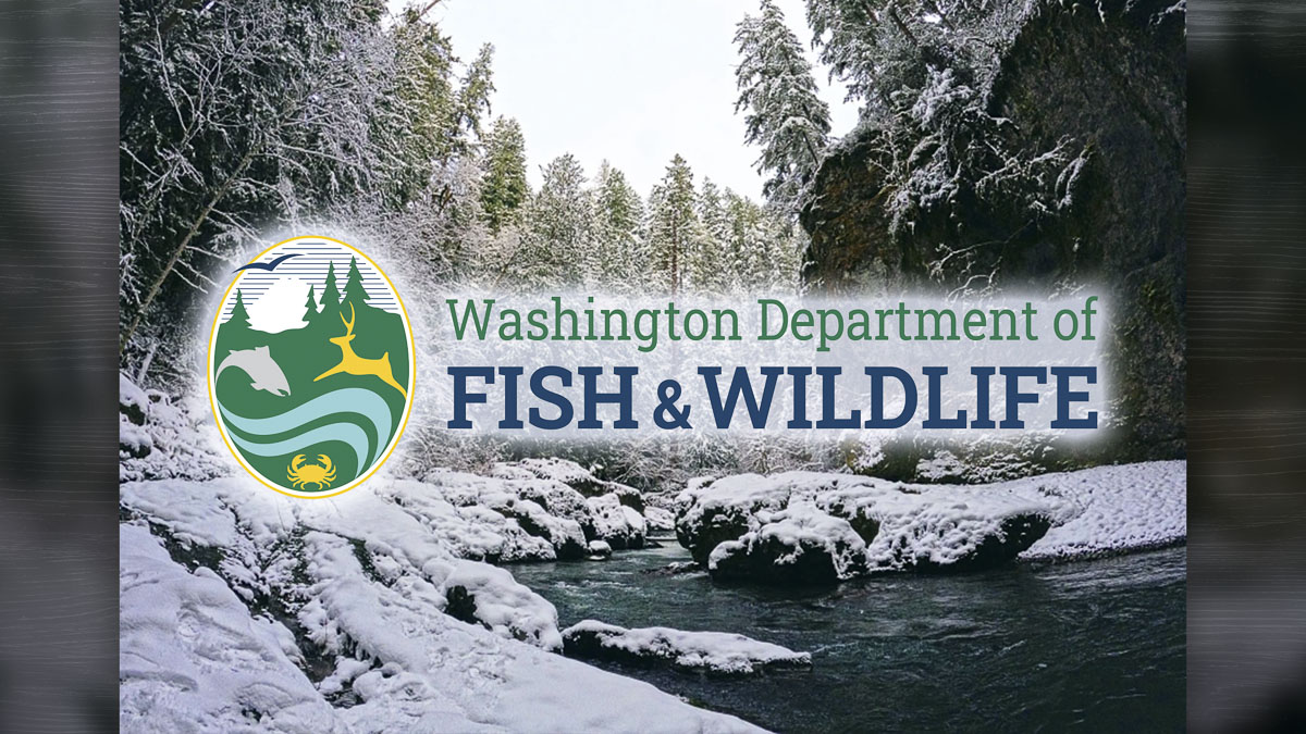WDFW highlights winter opportunities across Washington, from hunting and fishing to wildlife viewing and hikes, encouraging people to bundle up and enjoy the outdoors.
