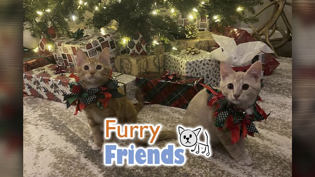 Furry Friends’ 2025 Giving Trees holiday drive is underway, inviting Clark County residents to donate supplies for rescued cats and kittens.