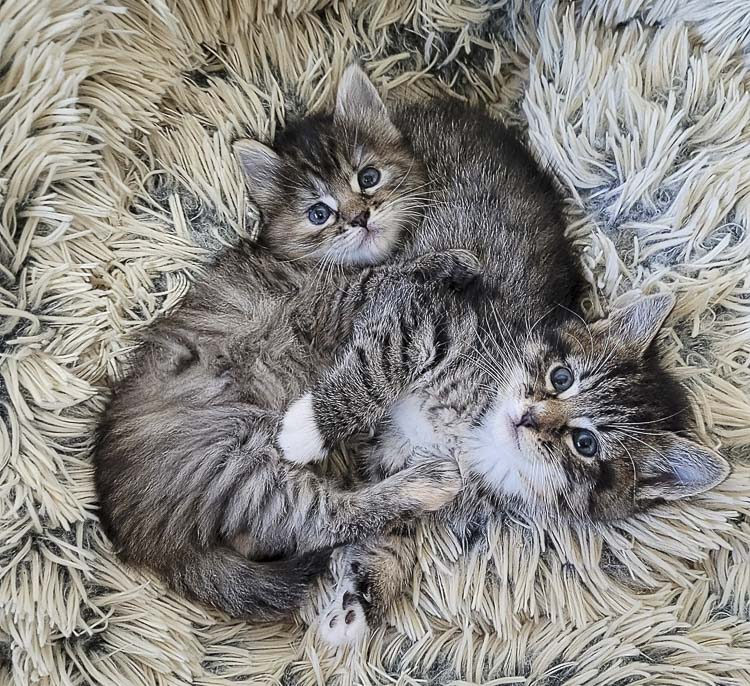 Photo courtesy Furry Friends