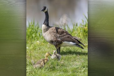 Ridgefield & Steigerwald Lake Refuges open sign-ups for new volunteers