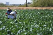 Six individuals indicted after allegedly transporting more than 500 workers across border