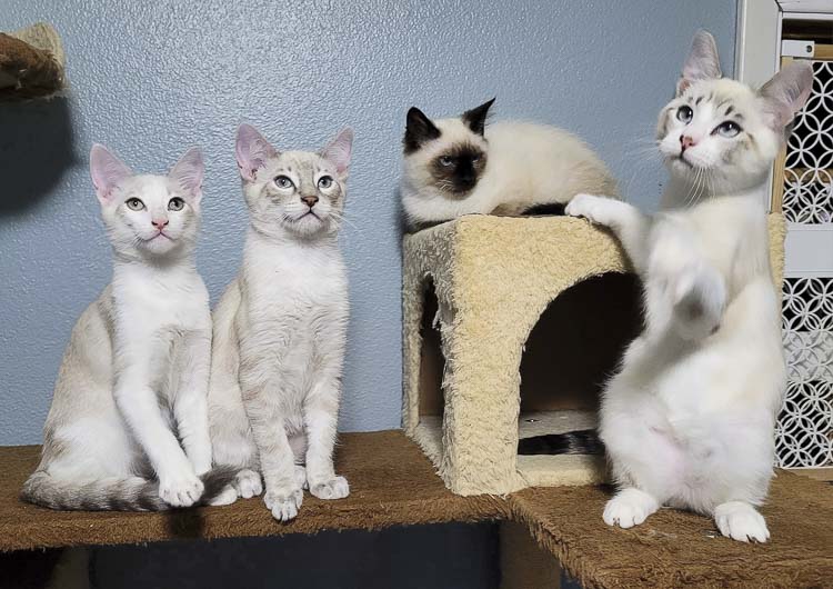 Photo courtesy Furry Friends