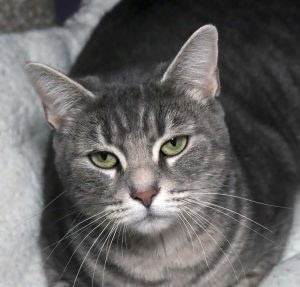 Crosley. Photo courtesy Furry Friends