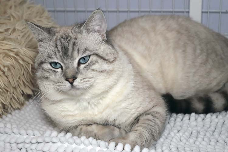 Hemingway. Photo courtesy Furry Friends