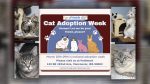 Furry Friends will host a weeklong cat adoption event at East Vancouver PetSmart, offering community members a chance to meet adoptable cats and caring volunteers.