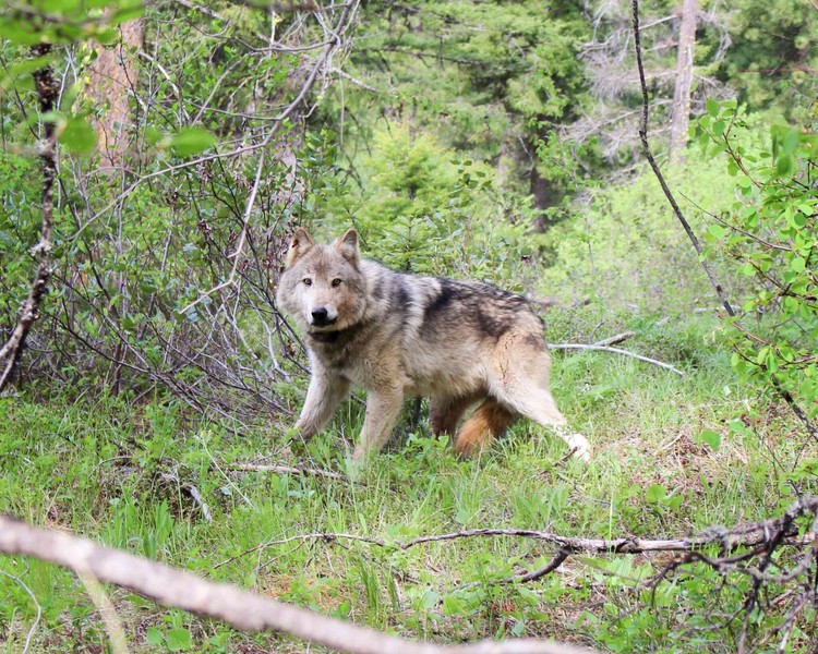 State biologists counted 270 wolves across 49 packs, marking a 17.4% jump from 230 wolves in 2024.