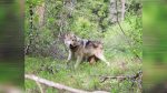 State biologists counted 270 wolves across 49 packs, marking a 17.4% jump from 230 wolves in 2024.