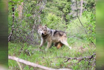 Gray wolf population in WA surges to highest recorded level