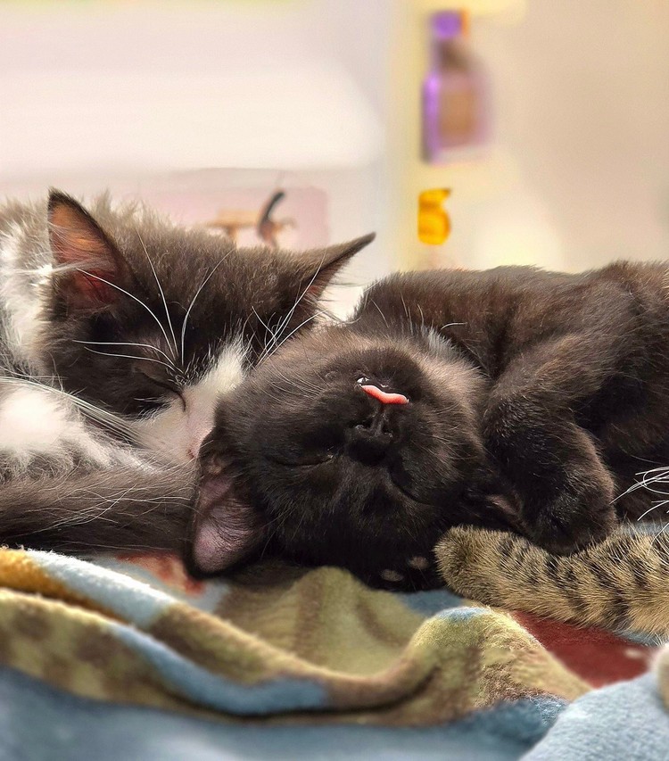 Furry Friends' new medical building will expand spay/neuter services and TNR efforts for Clark County cats.