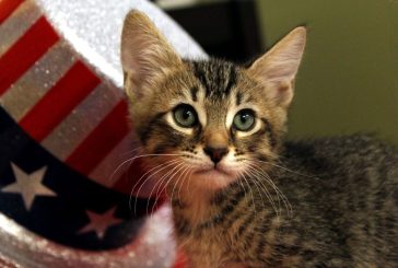 Felines and fireworks