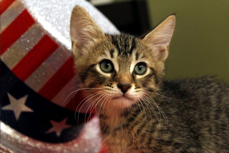 Felines and fireworks