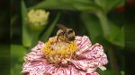 The 2026 Vancouver Pollinator Festival brings 60+ vendors, speakers, and walking tours to Marshall Park on June 20.