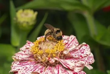 Vancouver Bee Project presents annual Pollinator Festival on Saturday, June 20