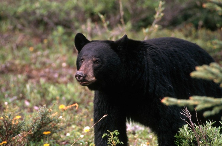 Gov. Ferguson's probe of fish and wildlife commissioners has cost nearly $80,000 and may reach $130,000.
