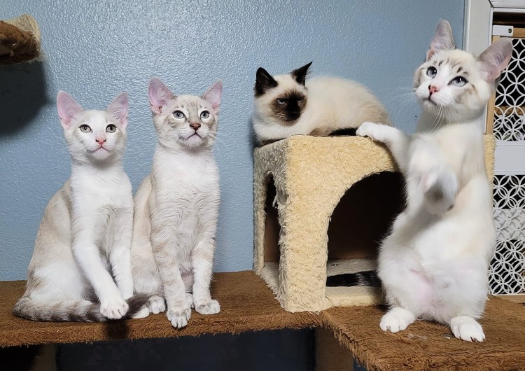 Tanika's kittens