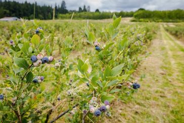 Blueberry season has arrived at Clark County farms