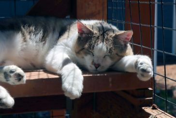 Furry Friends has cats and kittens waiting for loving homes