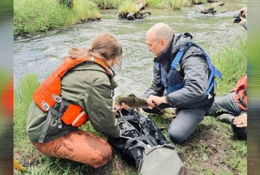 WDFW, Cowlitz Indian Tribe, and U.S. Forest Service celebrate first Chinook salmon reintroduction to Mount St. Helens area since 1980 eruption