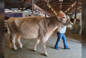 Here’s what’s happening at the Clark County Fair on Friday, Aug. 7