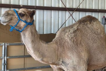 Here’s what’s happening at the Clark County Fair on Saturday, Aug. 8