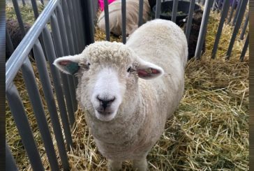 Here’s what’s happening at the Clark County Fair on Monday, Aug. 10