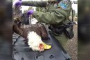 Brush Prairie man charged with killing bald eagle