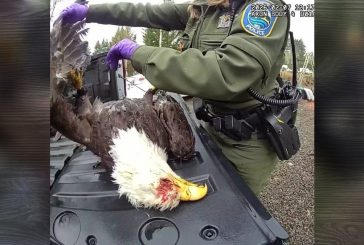 Brush Prairie man charged with killing bald eagle