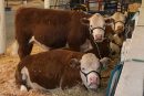Here’s what’s happening at the Clark County Fair on Friday, Aug. 14