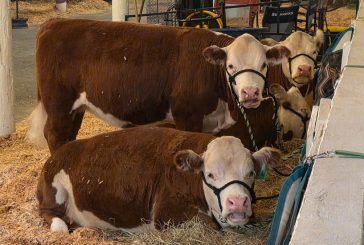 Here’s what’s happening at the Clark County Fair on Friday, Aug. 14