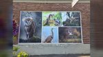 Large-scale photo panels on the Greely Building showcase Ridgefield's wildlife refuge, Chinookan Plankhouse, and dragon boat traditions.