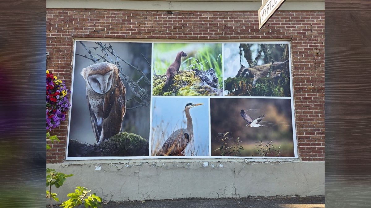 Ridgefield Main Street unveils new Greely Building photo panels Large-scale photo panels on the Greely Building showcase Ridgefield's wildlife refuge, Chinookan Plankhouse, and dragon boat traditions.